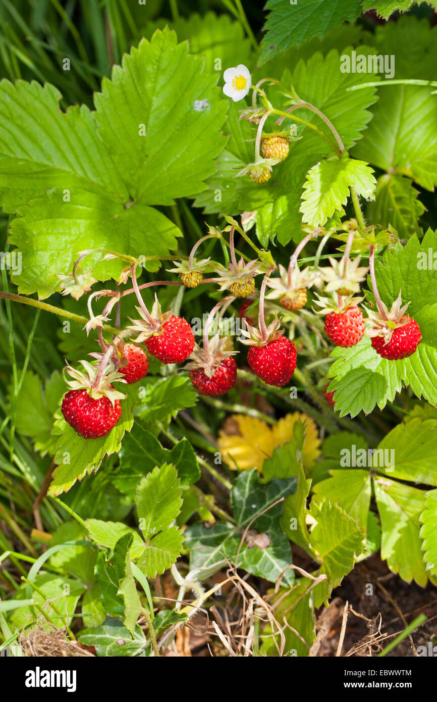 Fraise des bois, fraise, fraise des bois (Fragaria vesca), avec fleurs et fruits mûrs, Allemagne Banque D'Images