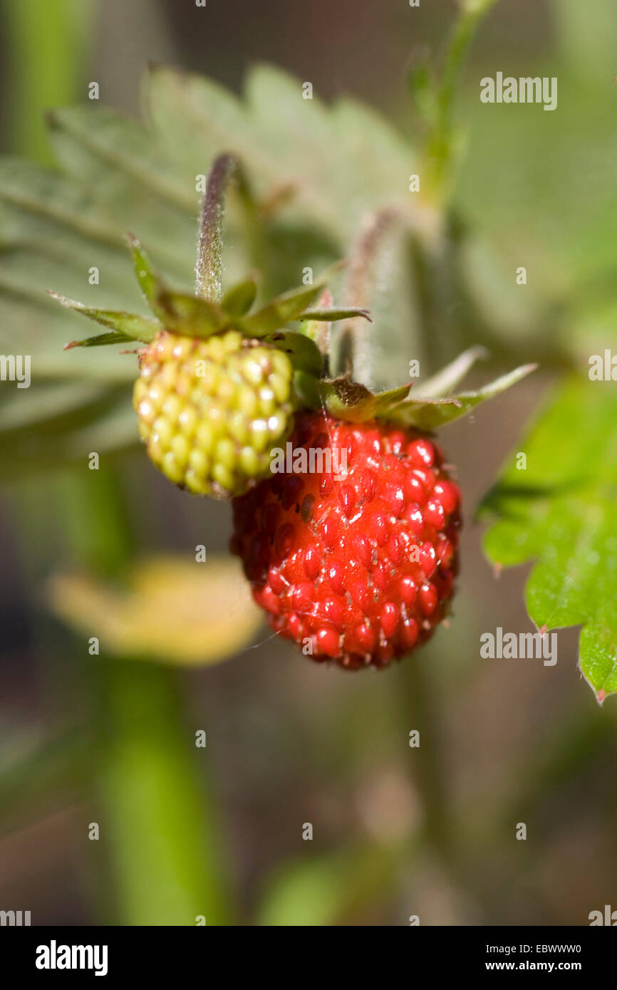 Fraise des bois, fraise, fraise des bois (Fragaria vesca), les fruits immatures et matures, Allemagne Banque D'Images