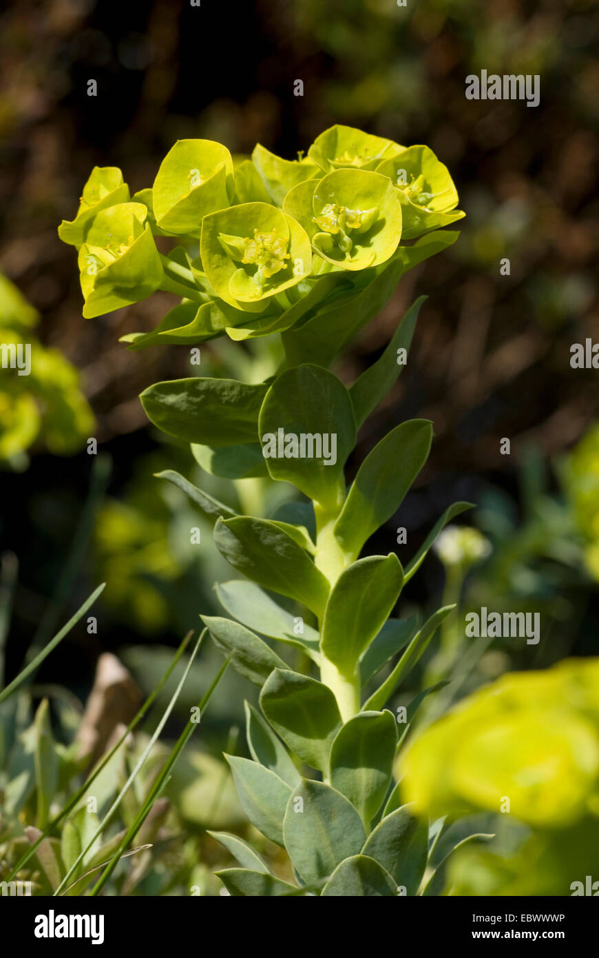 L'euphorbe rampante, queue de l'Âne, Myrtle Spurge (Euphorbia myrsinites), blooming Banque D'Images