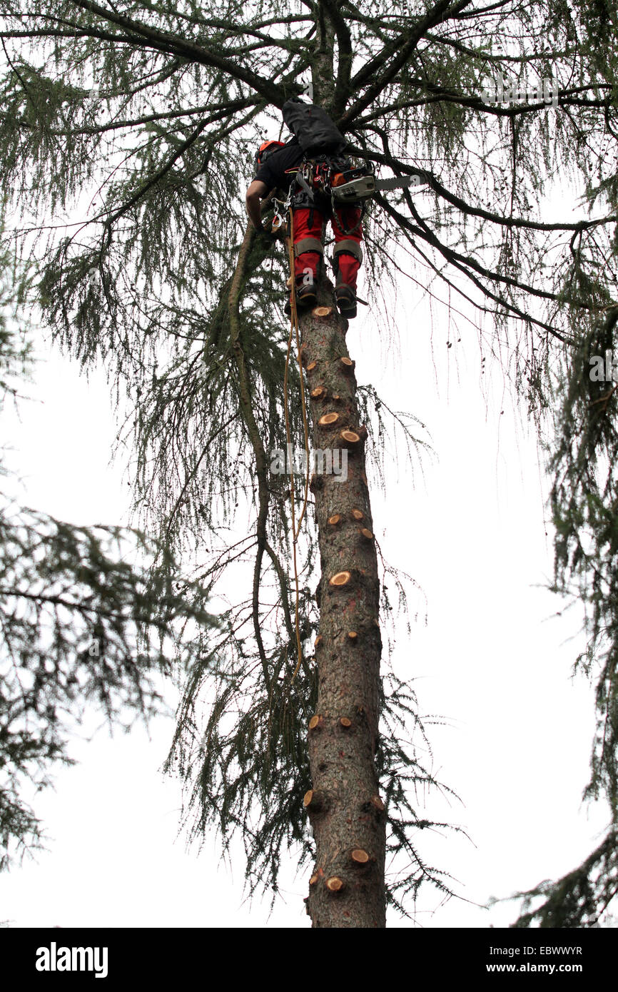 Arboriste haut dans un mélèze, Allemagne Banque D'Images