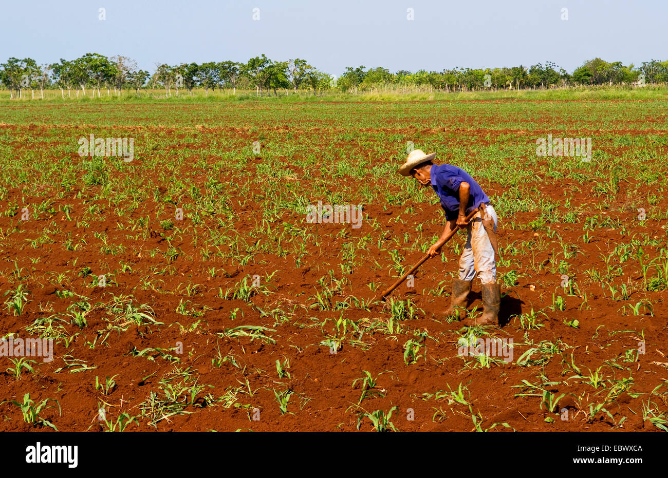 Simple fermier qui travaillent dans les champs, de Cuba, La Habana Banque D'Images