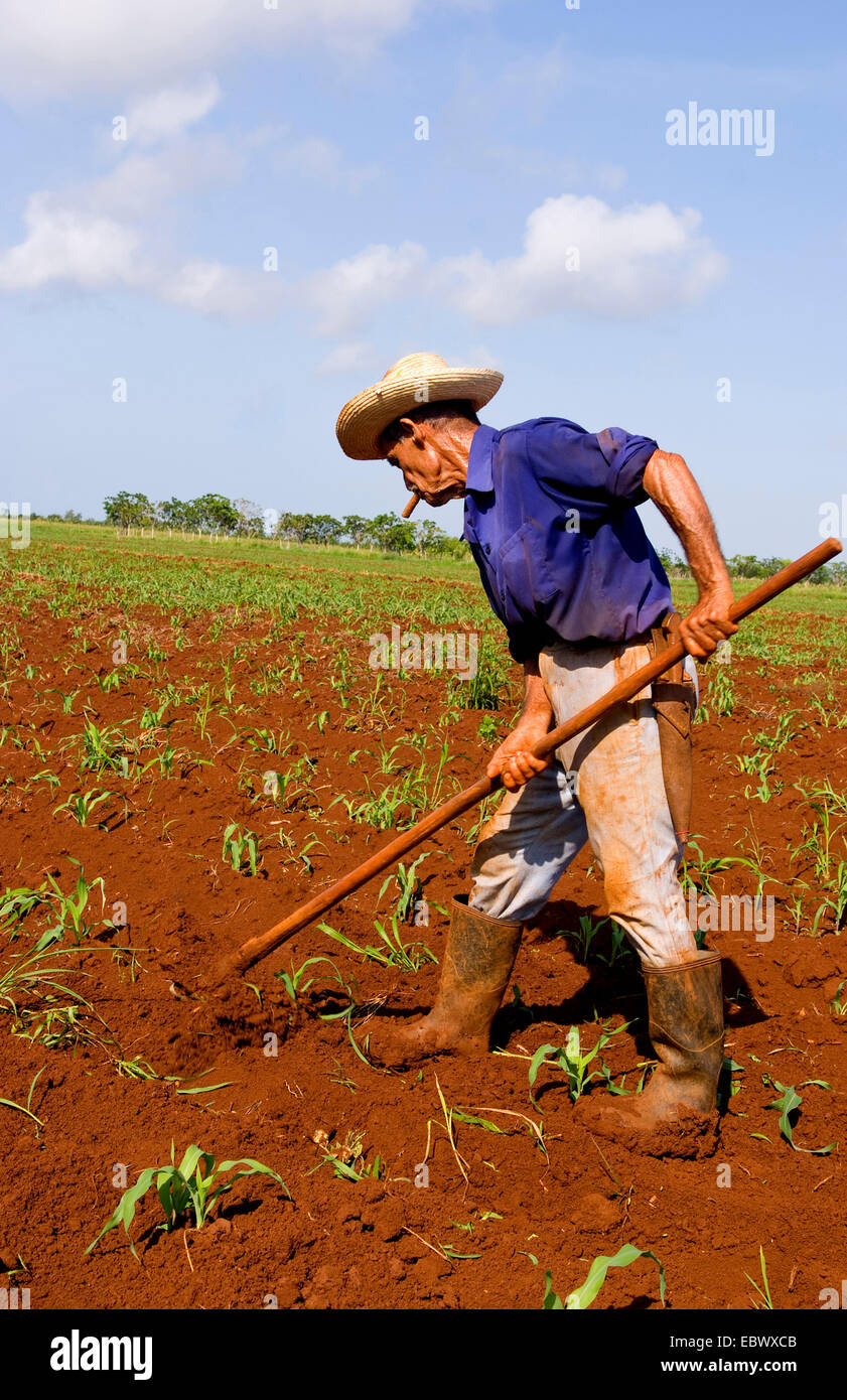Simple fermier qui travaillent dans les champs, de Cuba, La Habana Banque D'Images