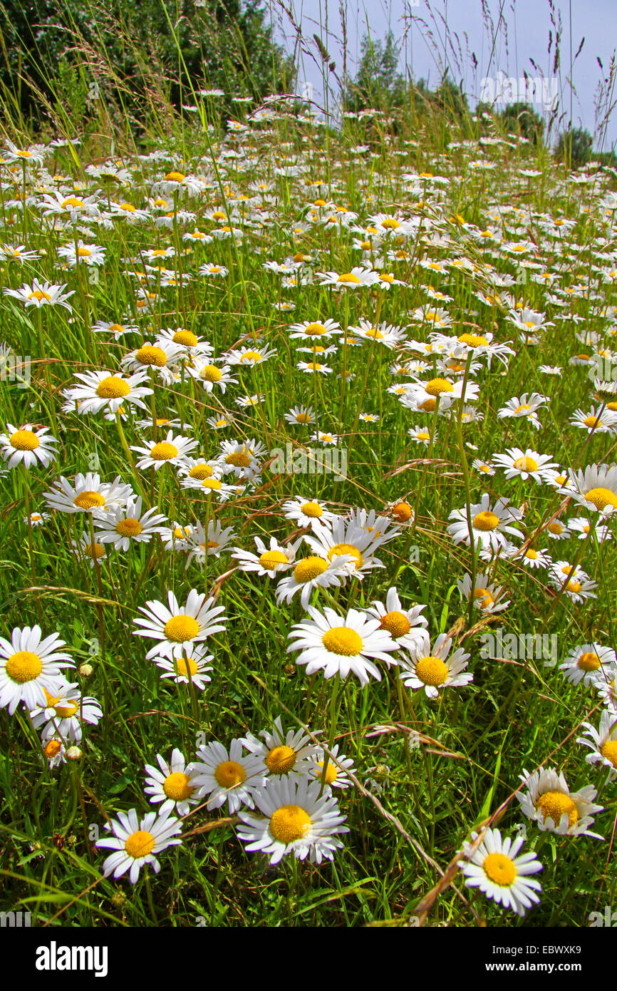 Oxeye daisy, la marguerite blanche, blanc-blanc, mauvaises herbes, Daisy Daisy chien, marguerite (Chrysanthemum leucanthemum Leucanthemum vulgare,), prairie avec ox-eye daisies, Allemagne, Rhénanie du Nord-Westphalie Banque D'Images