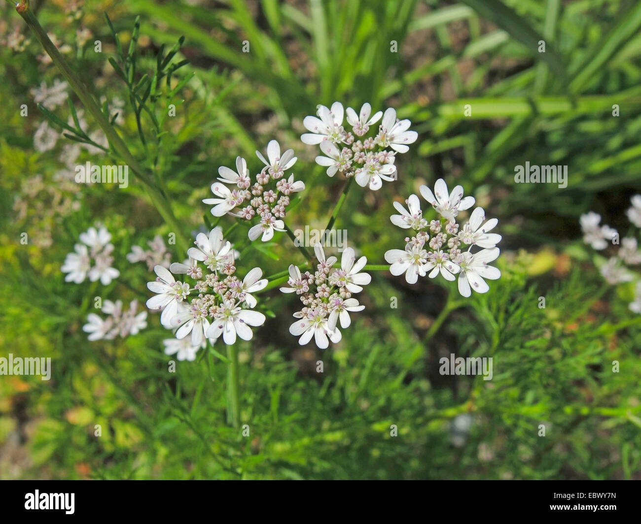 La coriandre (Coriandrum sativum), l'inflorescence Banque D'Images