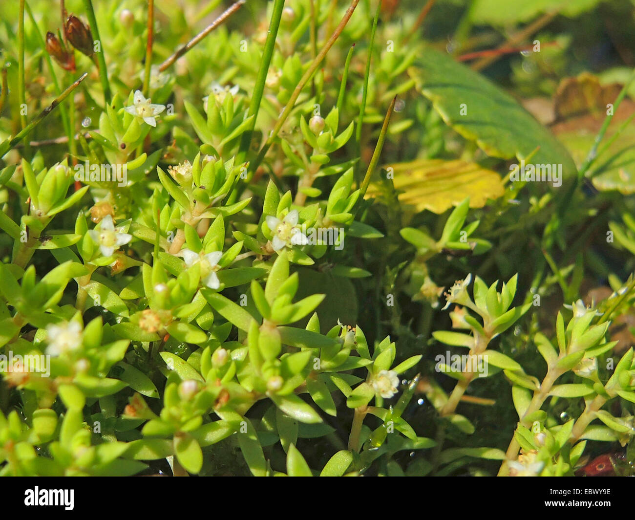 Orpin, Marais marais australien Stonecrop, Nouvelle-Zélande (Pigmyweed Crassula helmsii), blooming, Allemagne Banque D'Images