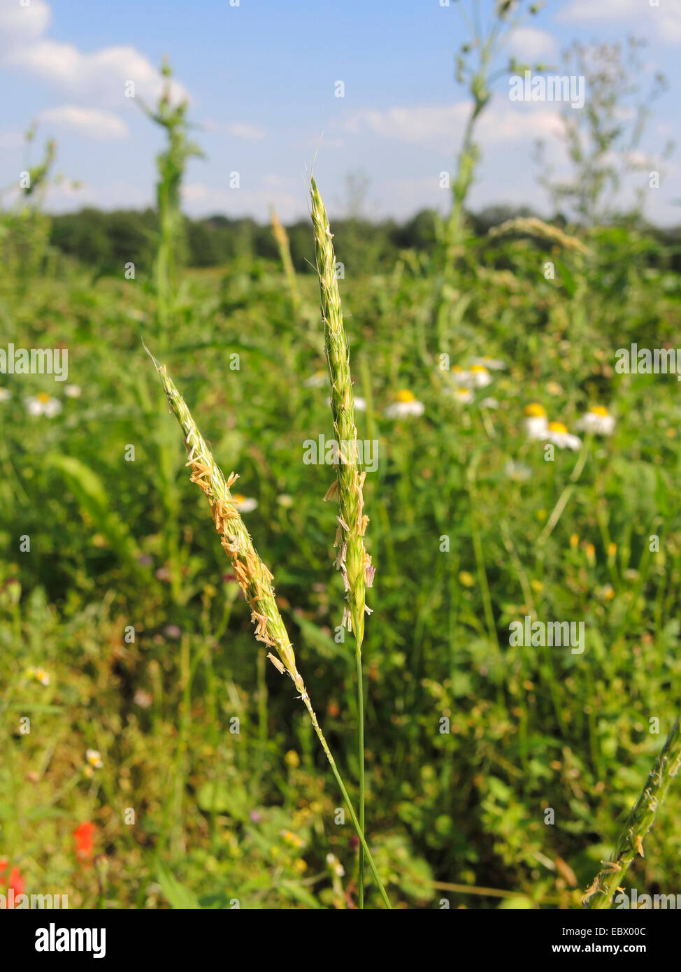 Secousse noir, mince vulpin des prés, black-grass (Alopecurus myosuroides), la floraison, l'Allemagne, Rhénanie du Nord-Westphalie Banque D'Images