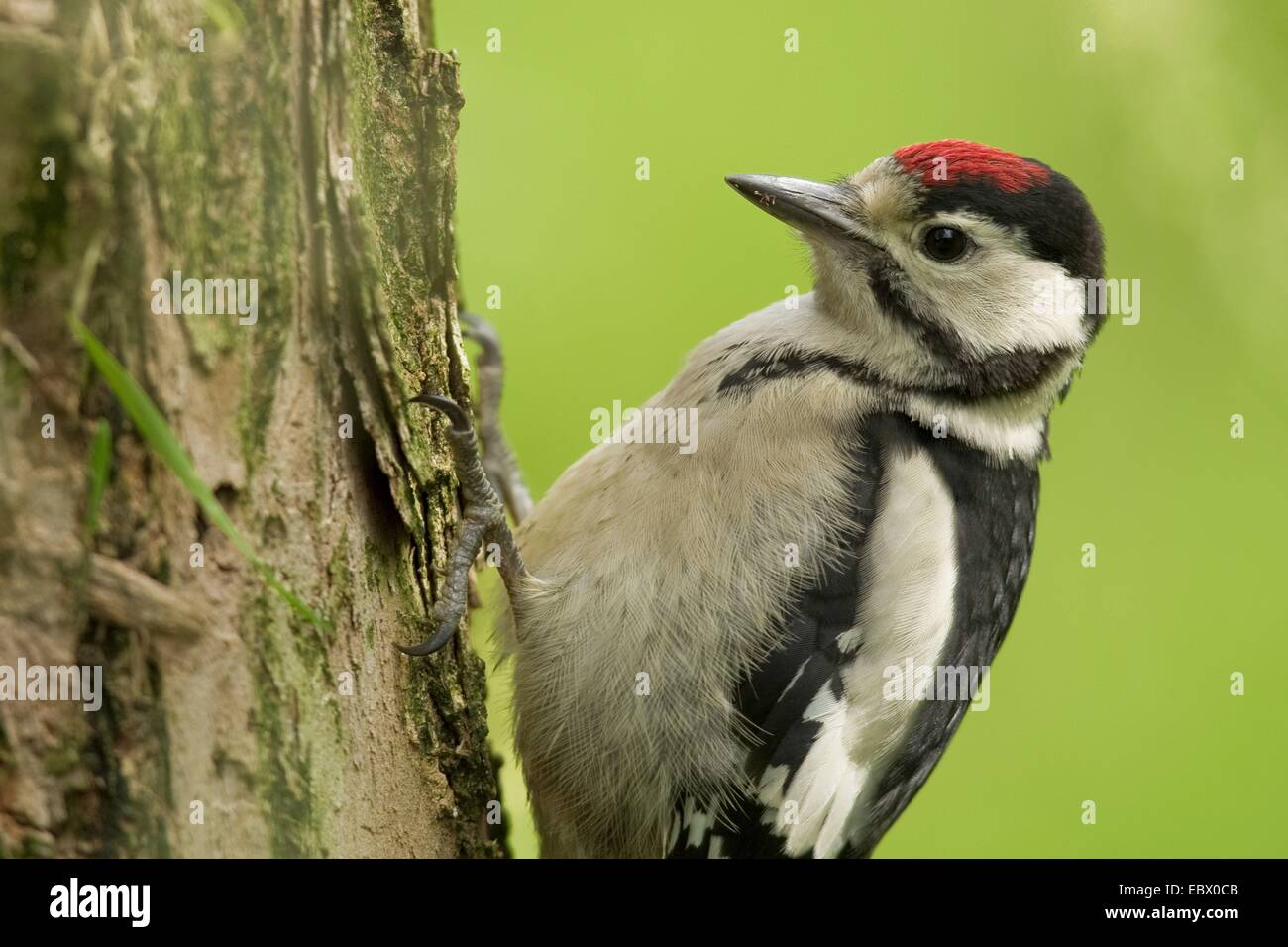 Great spotted woodpecker (Picoides major, Dendrocopos major), jeune oiseau assis à un poteau en bois, de l'Allemagne, Rhénanie-Palatinat Banque D'Images