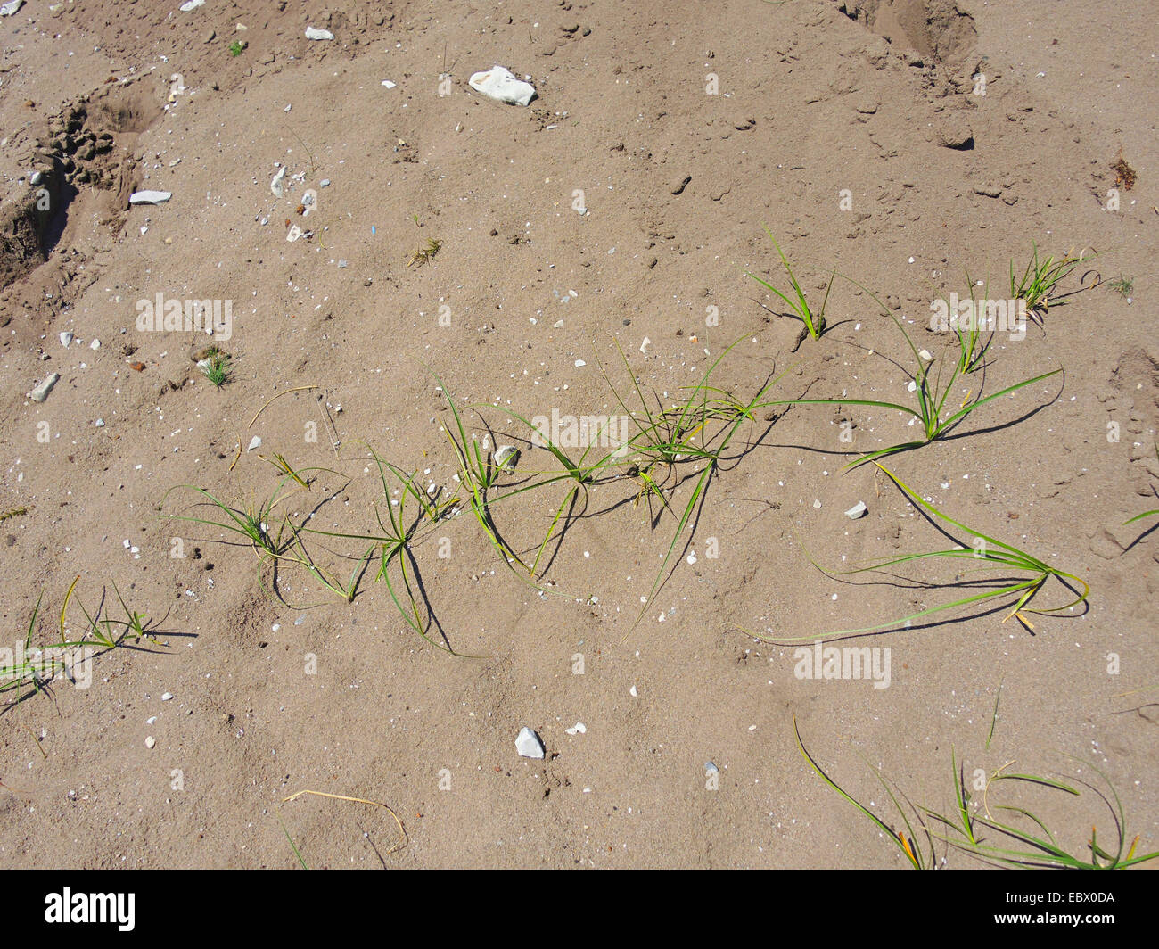 Sand (Carex arenaria), avec les stolons sur une dune, l'ALLEMAGNE, Basse-Saxe Banque D'Images