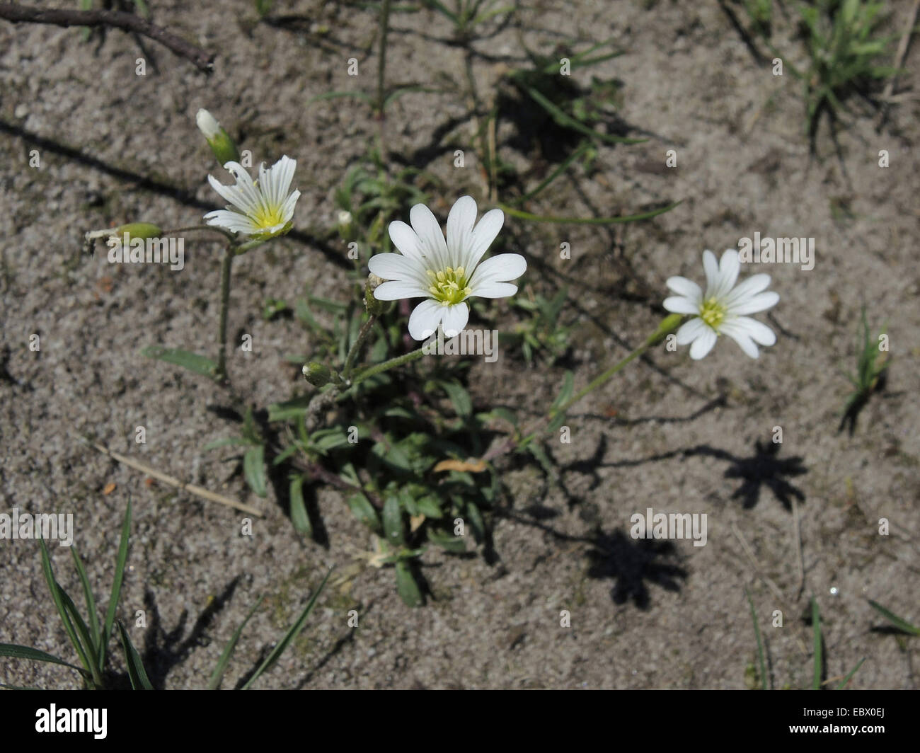 Souris de champ-oreille (Cerastium arvense), qui fleurit dans le sable, l'Allemagne, Rhénanie du Nord-Westphalie Banque D'Images