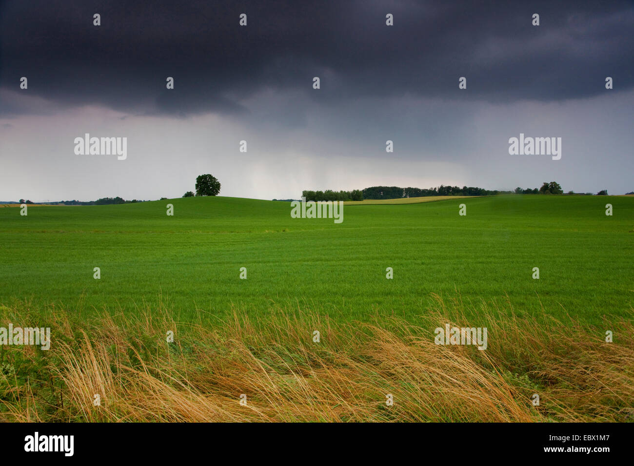Black clouds over field paysage, Allemagne, Saxe, Vogtlaendische Schweiz Banque D'Images