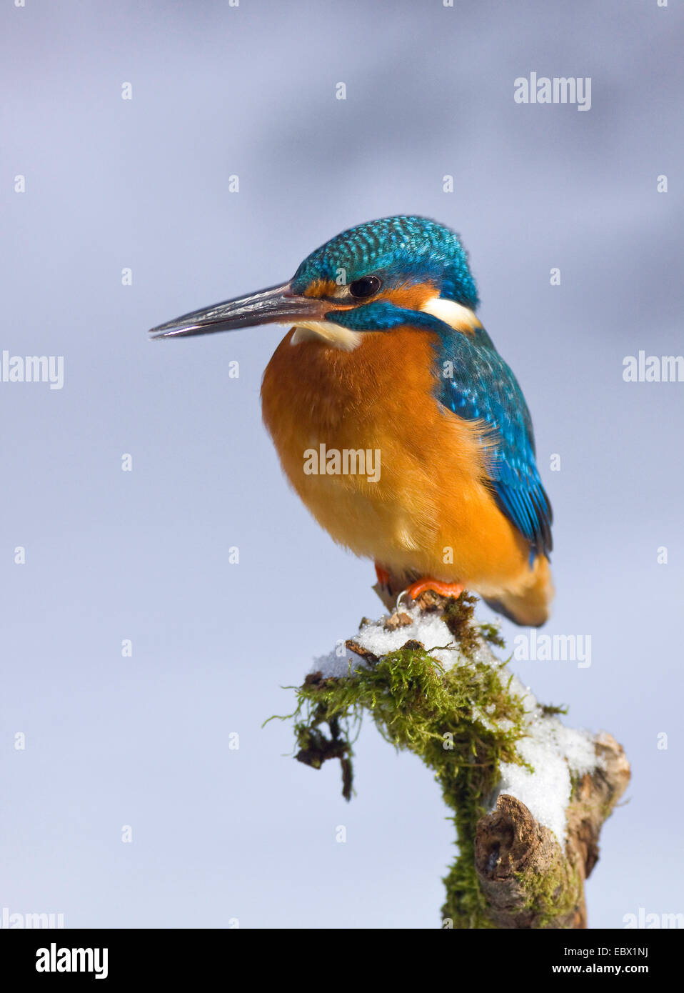 River Kingfisher (Alcedo atthis), assis sur une pile en hiver, Allemagne, Rhénanie du Nord-Westphalie Banque D'Images