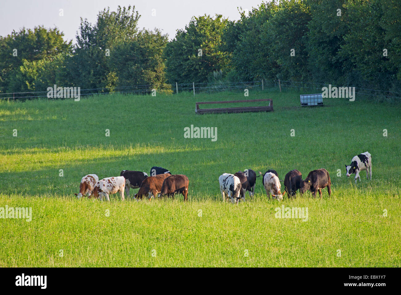 Les bovins domestiques (Bos primigenius f. taurus), lait pâturage sur un pâturage, Allemagne, Schleswig-Holstein Banque D'Images