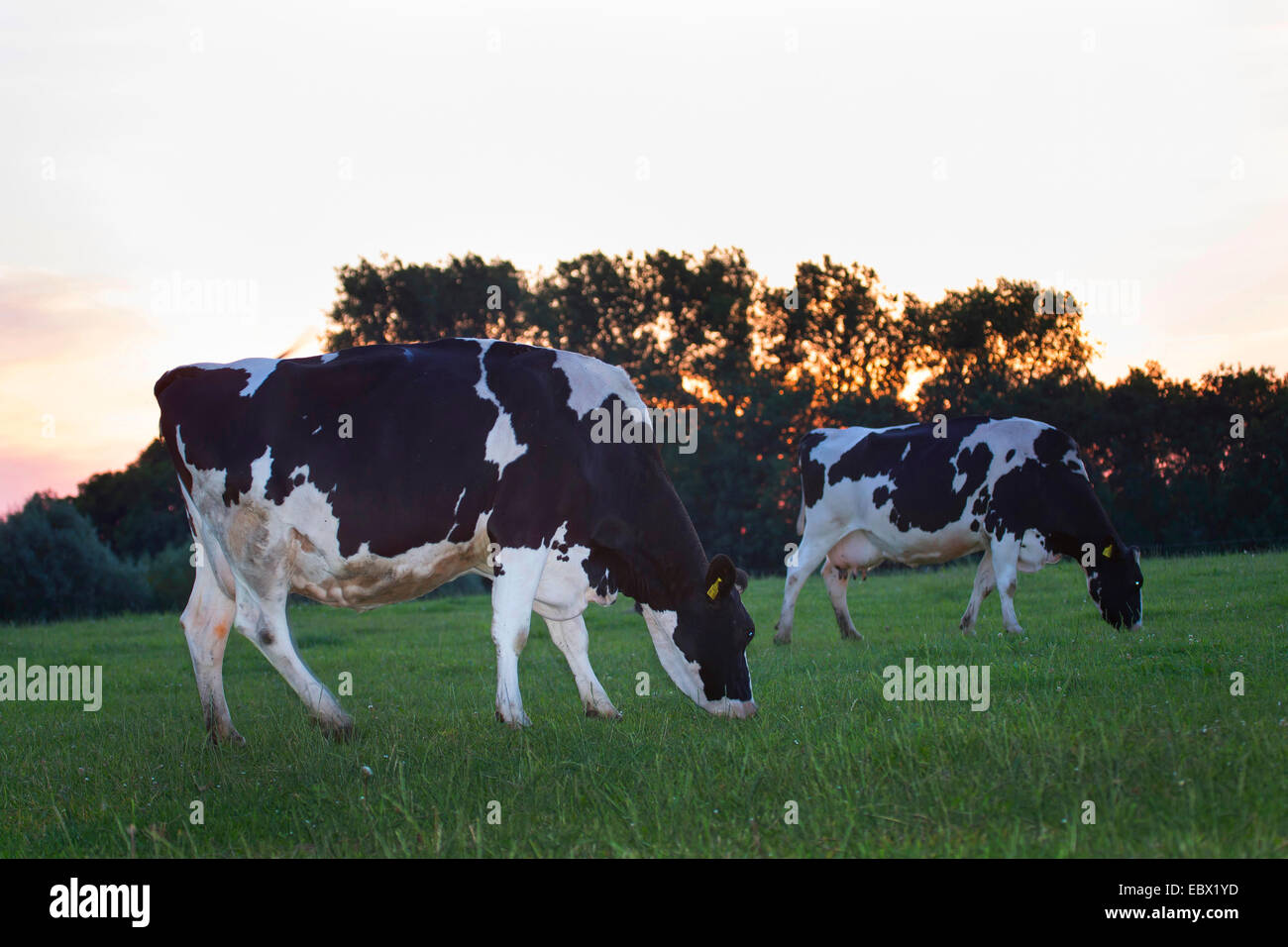 Les bovins domestiques (Bos primigenius f. taurus), deux trayeurs de pâturage sur un pâturage au coucher du soleil, de l'Allemagne, Schleswig-Holstein Banque D'Images