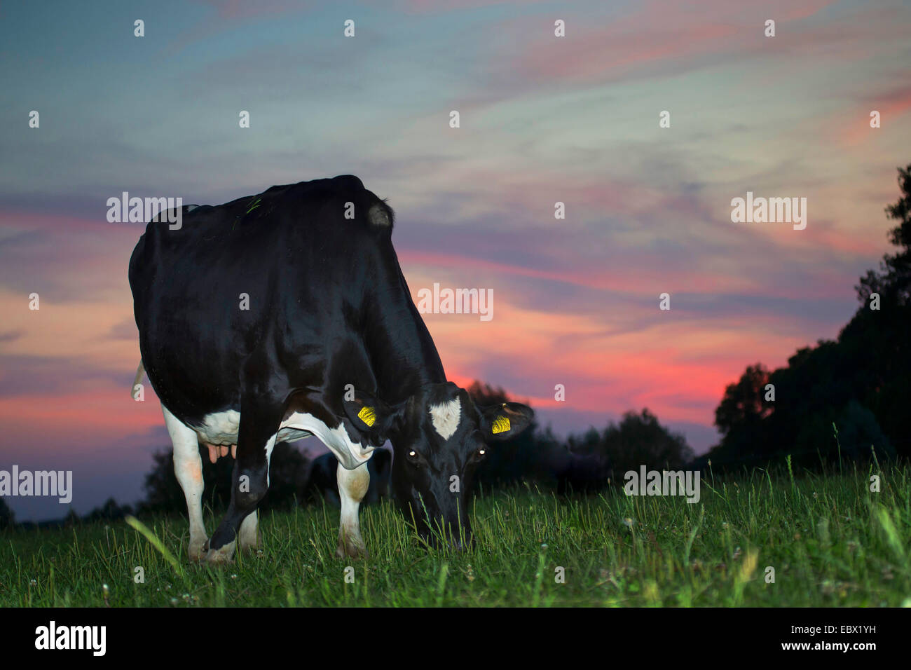 Les bovins domestiques (Bos primigenius f. taurus), le pâturage le trayeur sur un pâturage au coucher du soleil, de l'Allemagne, Schleswig-Holstein Banque D'Images