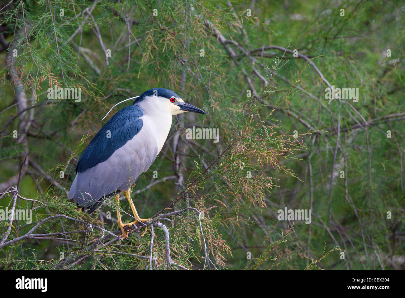 Bihoreau gris (Nycticorax nycticorax), sur une branche Banque D'Images
