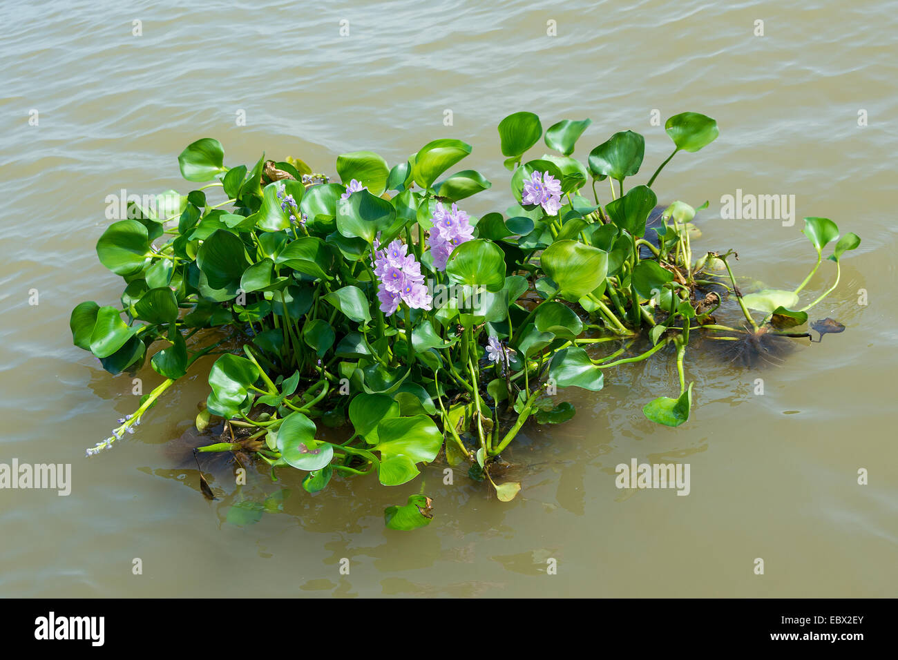 La jacinthe d'eau le long de la rivière du Mékong flottants Vietnam Banque D'Images