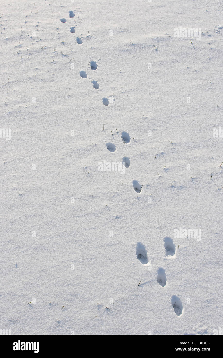 Lièvre d'Europe (Lepus europaeus), des empreintes de pas dans la neige, Allemagne Banque D'Images