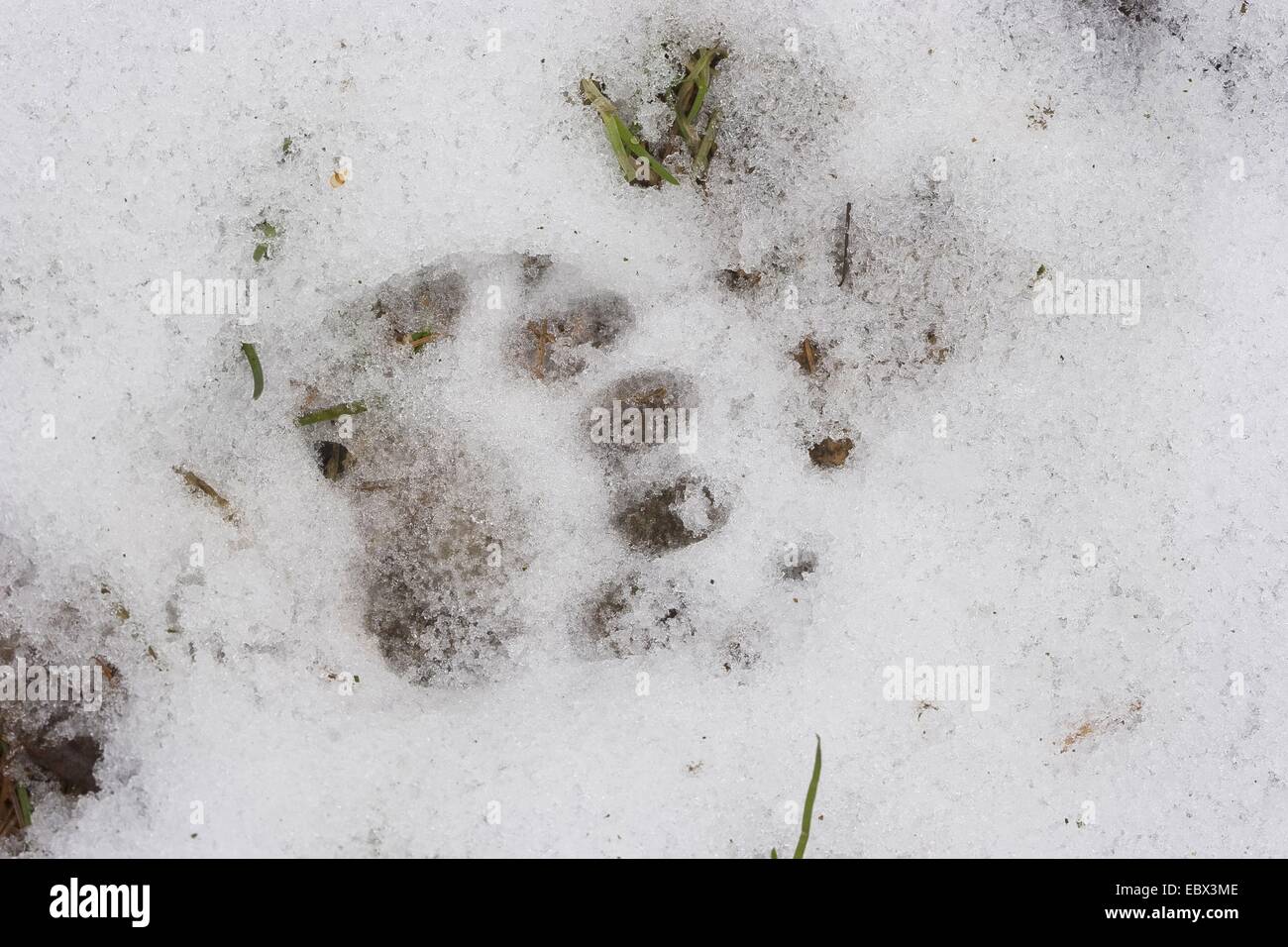 Blaireau Eurasien de l'Ancien Monde, le blaireau (Meles meles), imprimer des pieds dans la neige, Allemagne Banque D'Images
