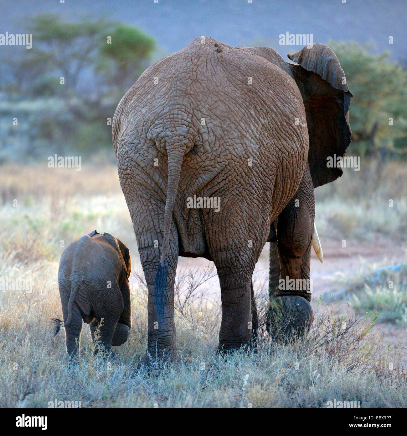 L'éléphant africain (Loxodonta africana), vue arrière d'une femelle et son petit walking lock-step, Kenya, Samburu National Reserve Banque D'Images
