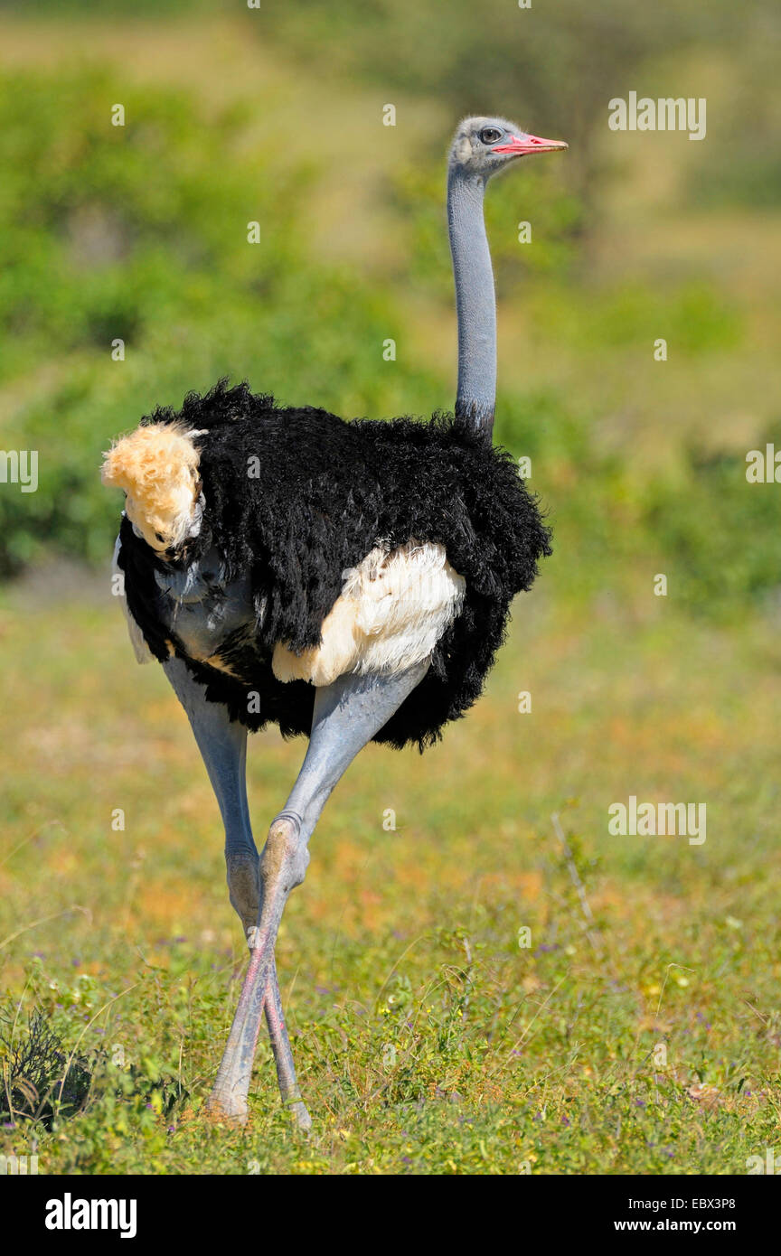 L'autruche de Somalie (Struthio camelus molybdophanes), homme dans son habitat, Kenya, Samburu National Reserve Banque D'Images