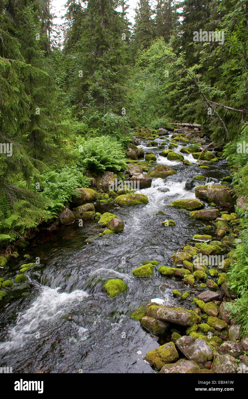 Wild creek en Scandinavie, Scandinavie Banque D'Images