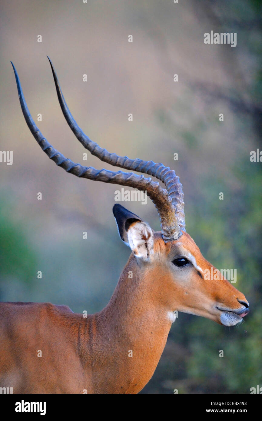 Impala (Aepyceros melampus), portrait, Kenya, Samburu National Reserve Banque D'Images