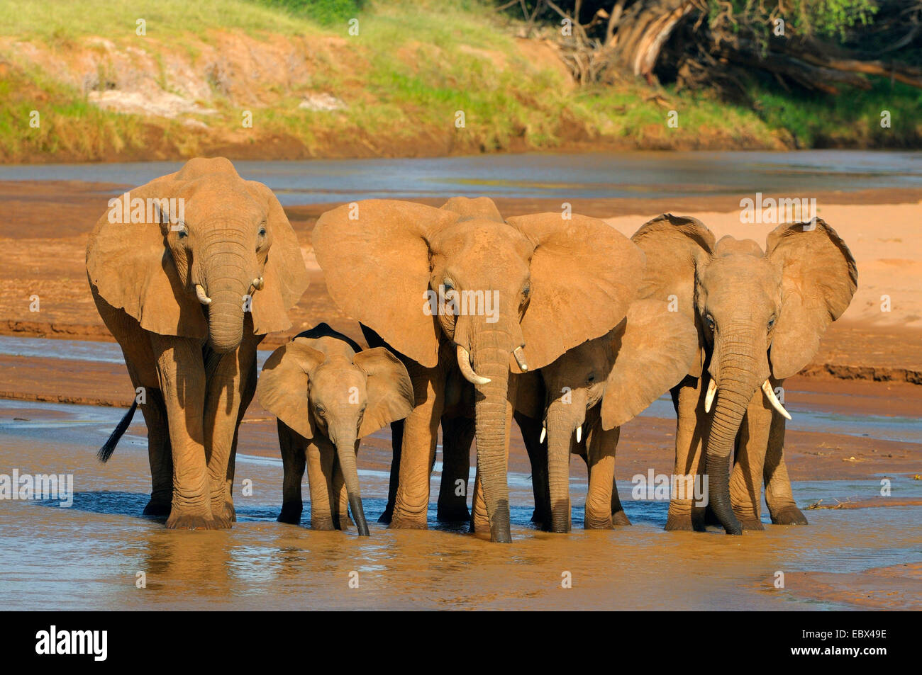 L'éléphant africain (Loxodonta africana), troupeau de boissons dans une rivière, Kenya, Samburu National Reserve Banque D'Images