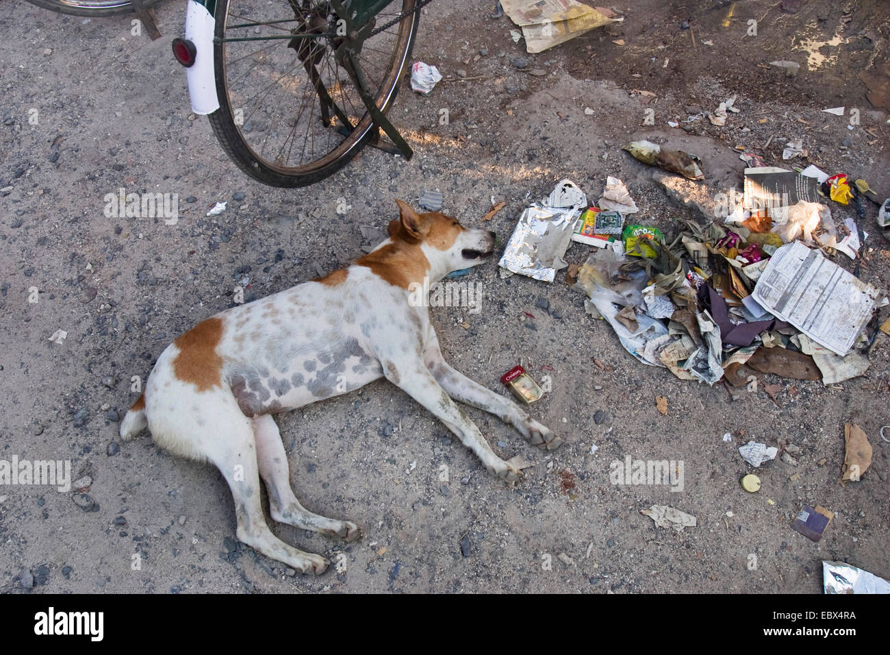 Chien dormant dans la rue à côté des ordures, l'Inde, les îles d'Andaman Banque D'Images