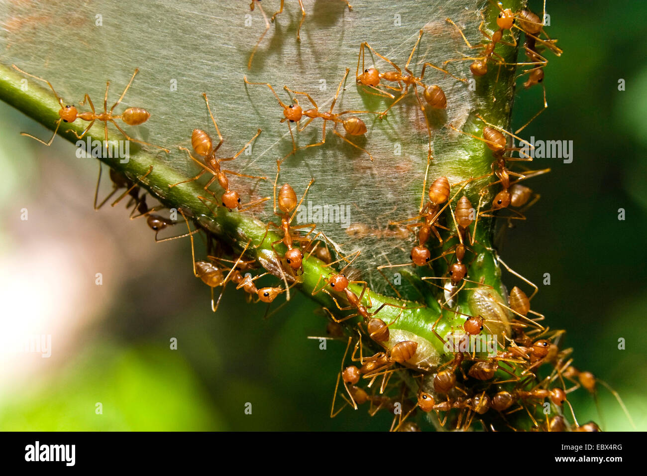 Les fourmis tisserandes dans rainforest, Inde, Iles Andaman, Havelock Island Banque D'Images