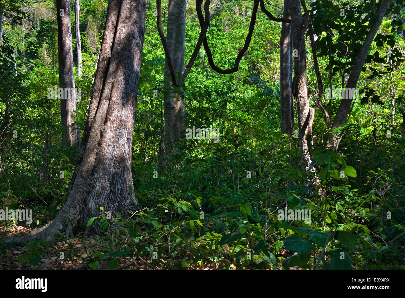 Rainforest liana, Inde, Iles Andaman, Havelock Island Banque D'Images