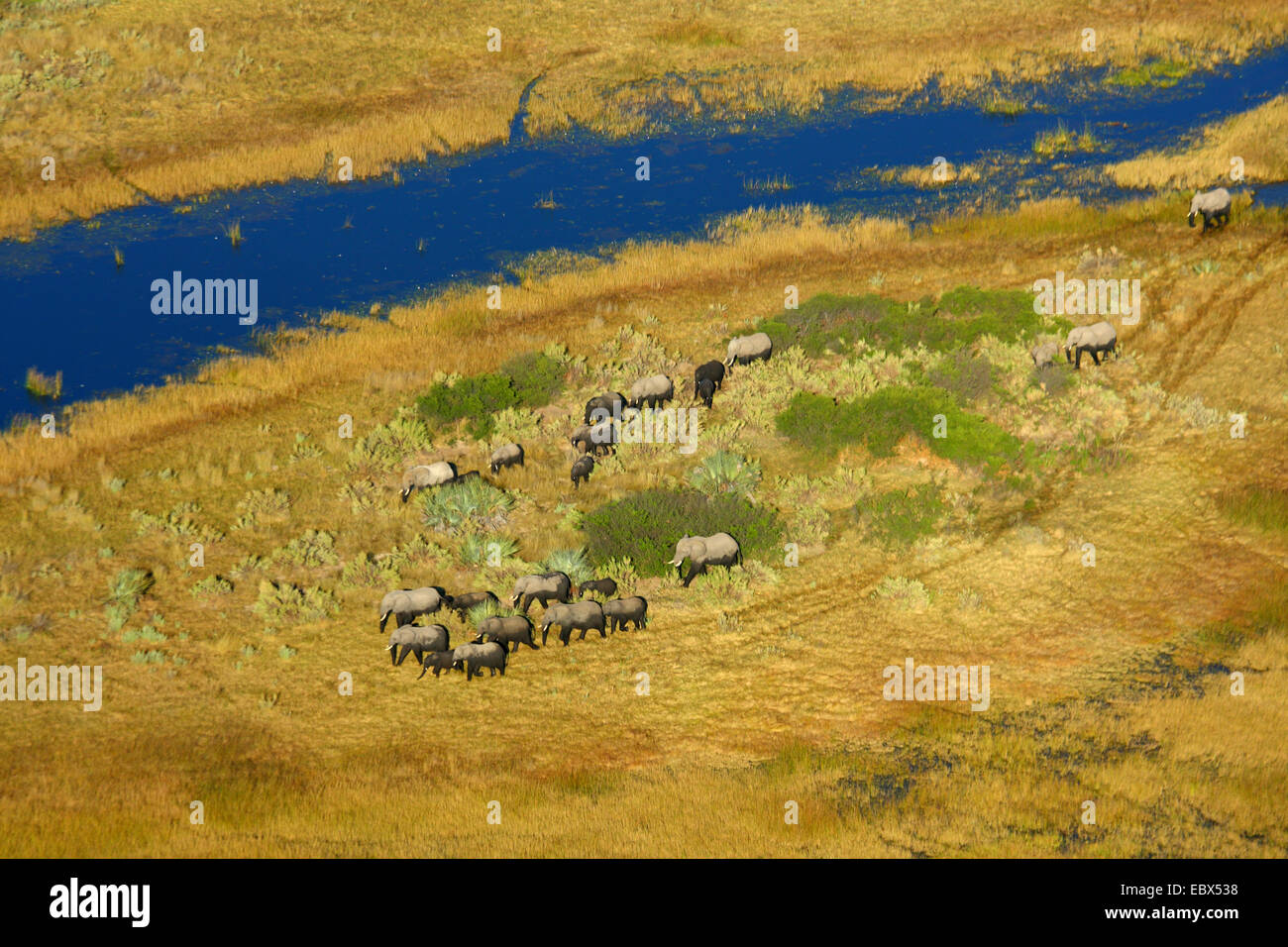 L'éléphant africain (Loxodonta africana), troupeau d'éléphants dans la région de delta de l'Okavango, Botswana, Okavango, Mauna Kea Banque D'Images