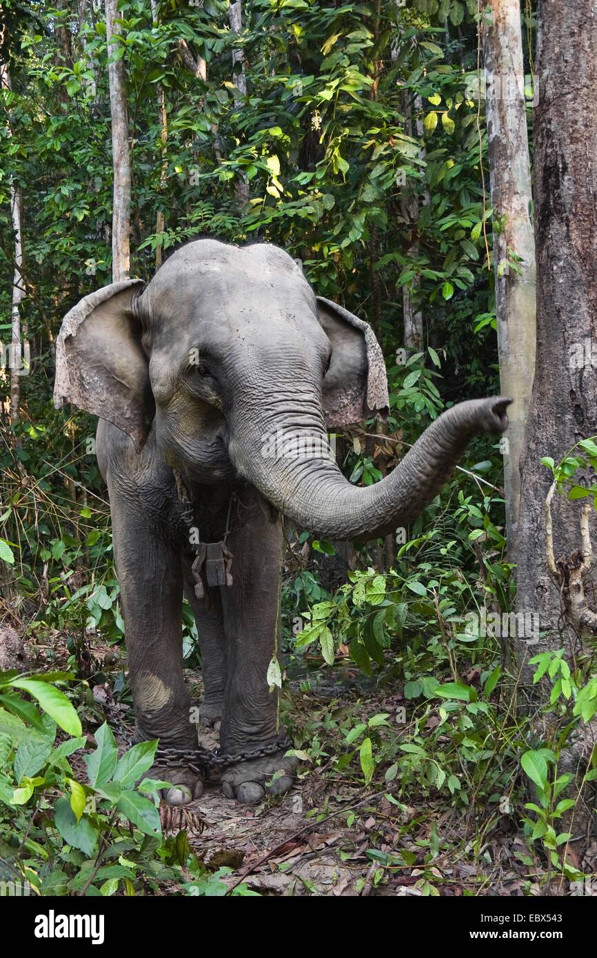 L'éléphant d'Asie, l'éléphant d'Asie (Elephas maximus), travaillant en Inde, l'éléphant de forêt tropicale, les îles d'Andaman Banque D'Images