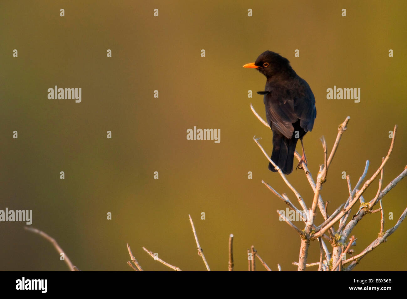 Blackbird (Turdus merula), homme assis sur une branche, Pays-Bas, Texel Banque D'Images