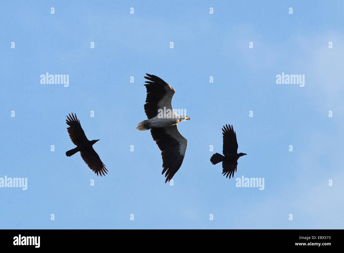 Jungle crow (Corvus macrorhynchos), Jungle corneilles attaquer Sea-Eagle à ventre blanc, Haliaeetus leucogaster, Inde, Îles d'Andaman Banque D'Images