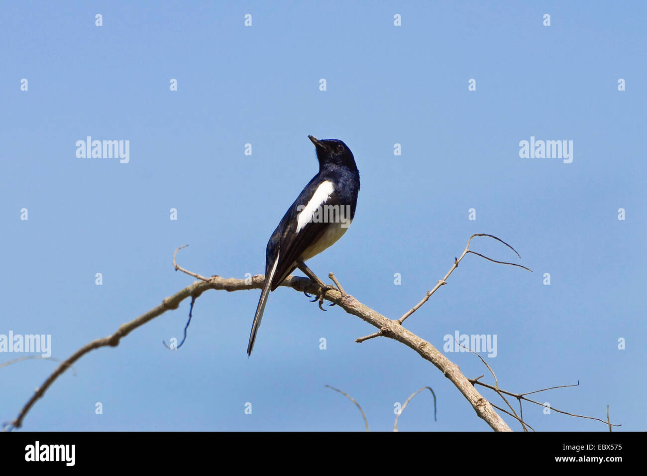 Magpie robin (Copsychus saularis), assis sur une branche, l'Inde, les îles d'Andaman Banque D'Images