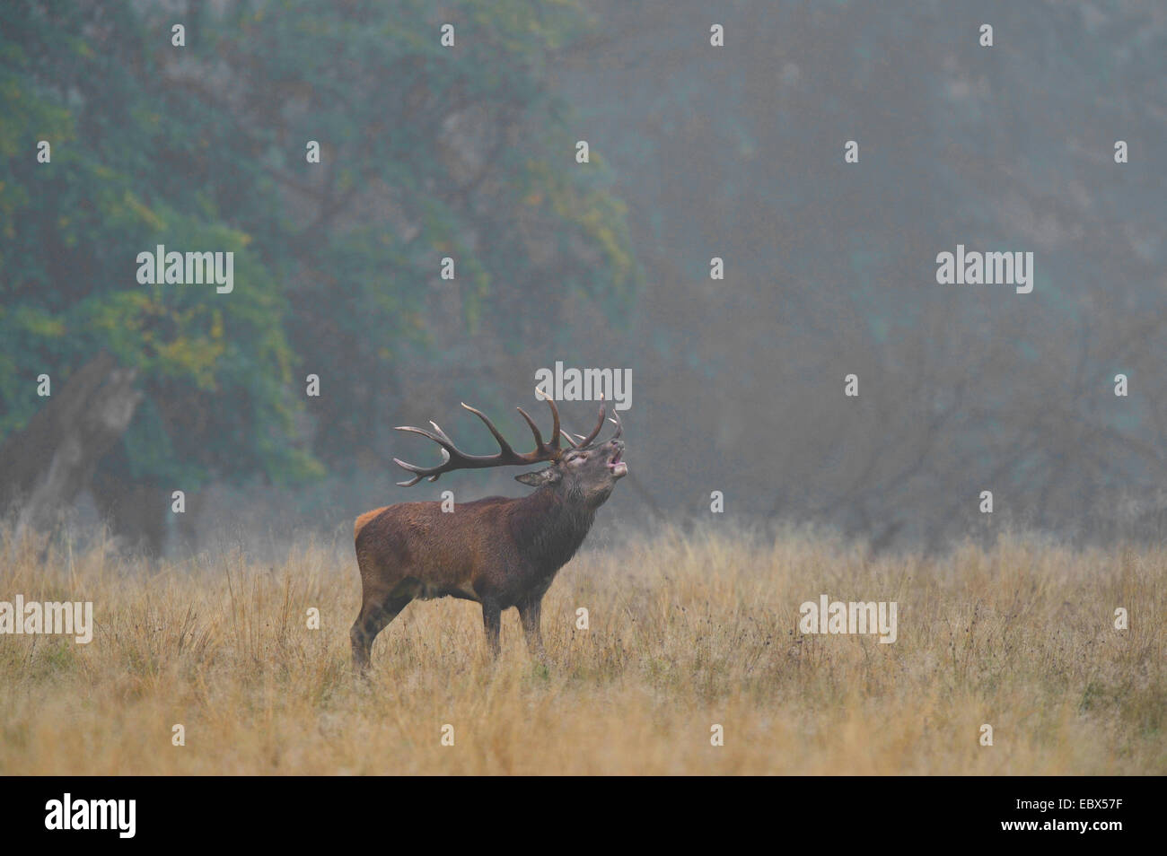 Red Deer (Cervus elaphus) stag en rugissant, Morning Mist, Danemark Banque D'Images