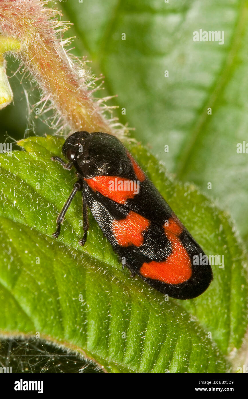 Noir et rouge (Cercopis froghopper Cercopis vulnerata, sanguinea), assis sur une feuille, Allemagne Banque D'Images