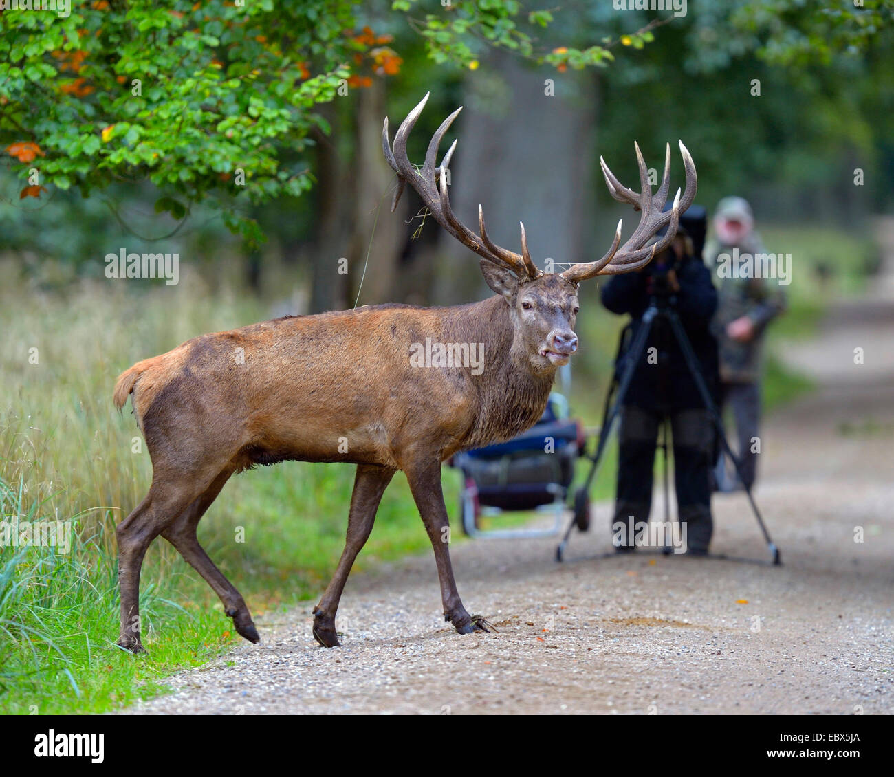 Red Deer (Cervus elaphus) stag, traverser un chemin forestier avec la nature des photographes à l'arrière-plan, le Danemark Banque D'Images