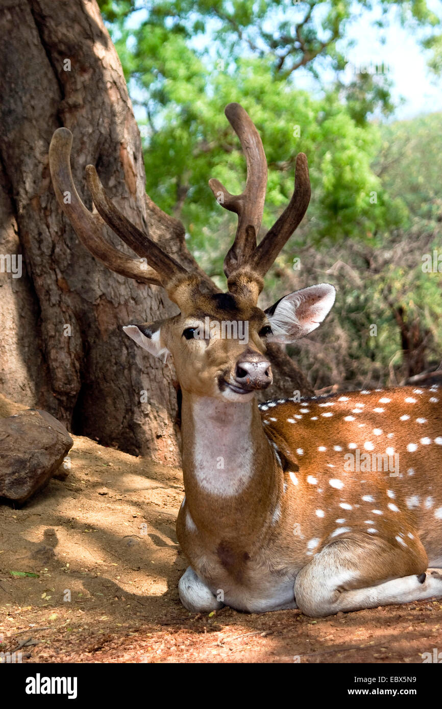 Cerf tacheté, chital, cerf Axis (Axis axis, Cervus axe), le mensonge, l'Inde Banque D'Images