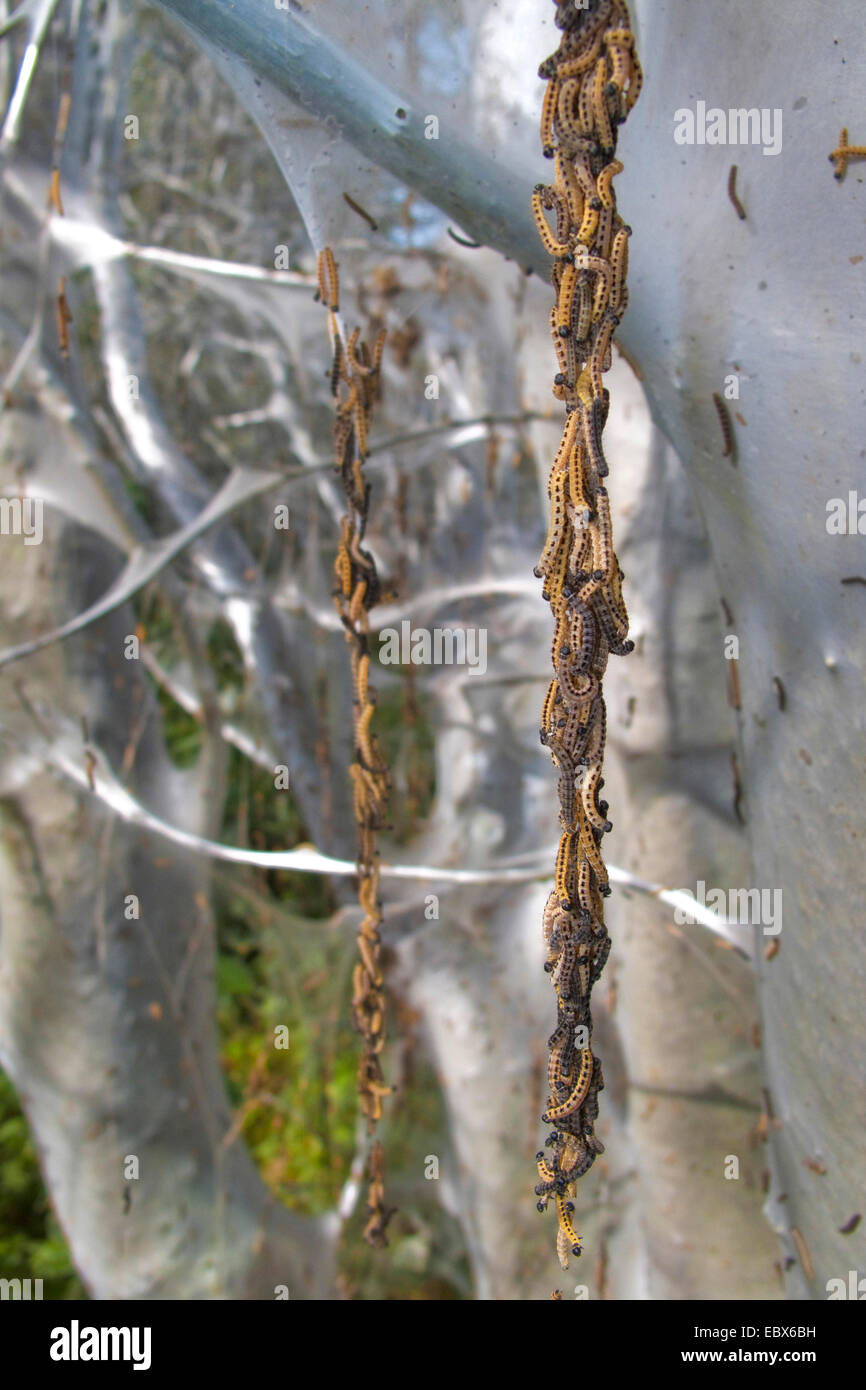 Bird cherry-hermine (Yponomeuta evonymella), beaucoup de chenilles pendant vers le bas à partir du web, de l'Allemagne, Rhénanie du Nord-Westphalie Banque D'Images