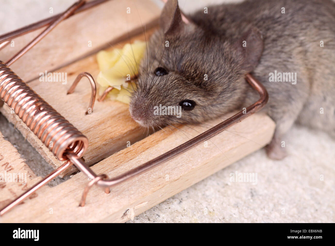 Souris domestique (Mus musculus), souris morte dans une souricière Banque D'Images