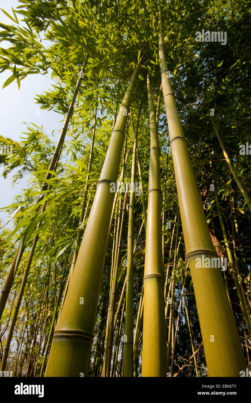 Oldham, le bambou, le bois, l'agglutination de bambou géant bois géant bambou, sucré, tirer sur le bambou (Bambusa oldhamii), les germes Banque D'Images