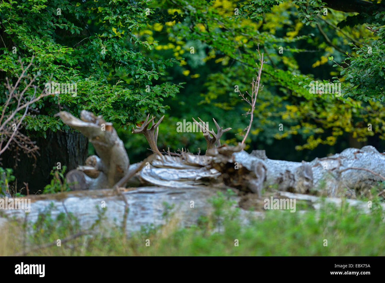 Red Deer (Cervus elaphus), le cerf se cacher derrière un tronc de hêtre tombé, Danemark Banque D'Images