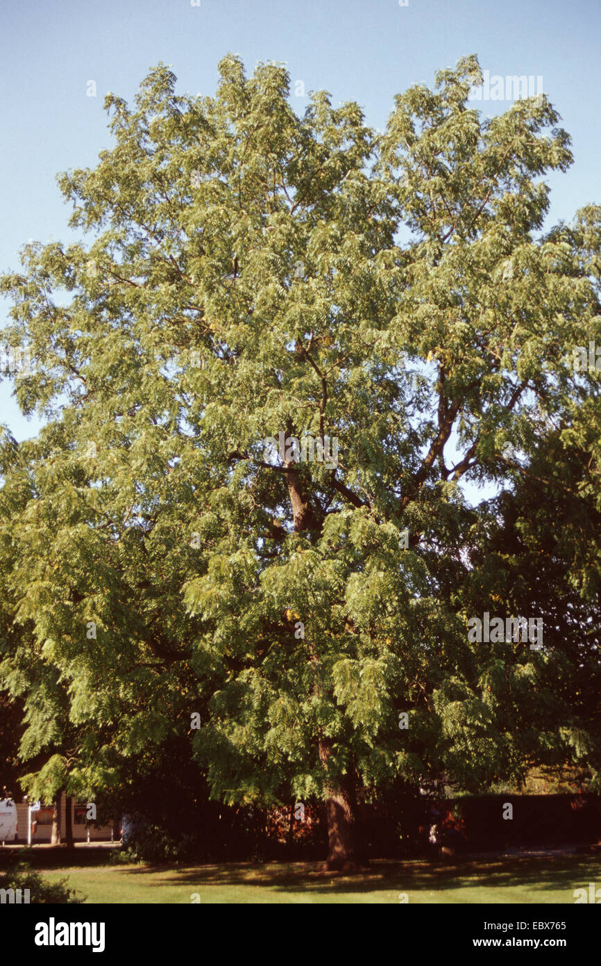 Le noyer noir (Juglans nigra), seul arbre Banque D'Images