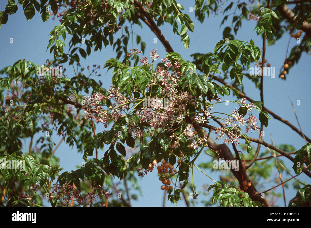 Le lilas de Perse, chinaberry tree (Melia azedarach), la floraison, la Grèce, Rhodes Banque D'Images