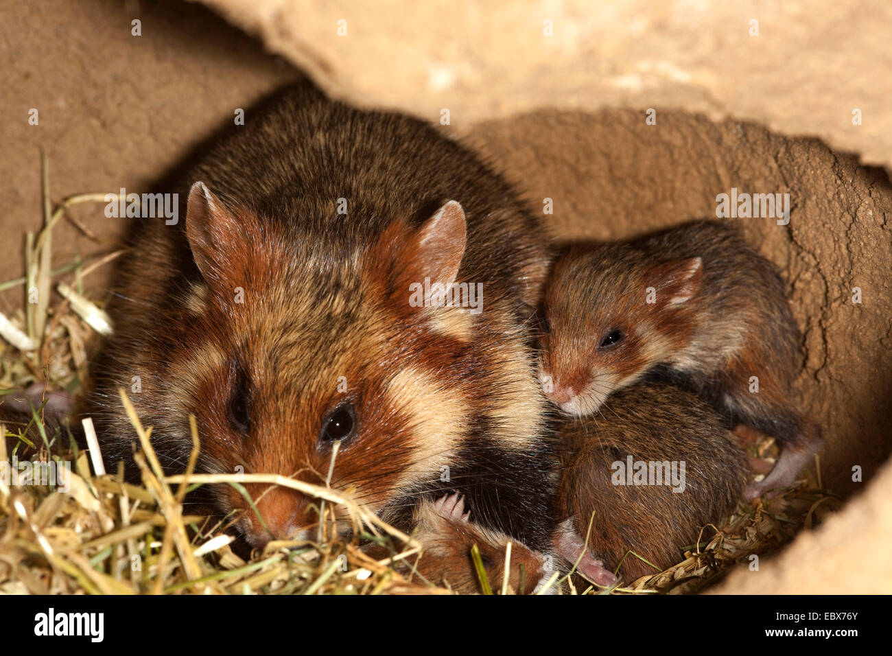 Hamster commun, black-bellied grand hamster (Cricetus cricetus), femme avec de jeunes animaux dans la den Banque D'Images
