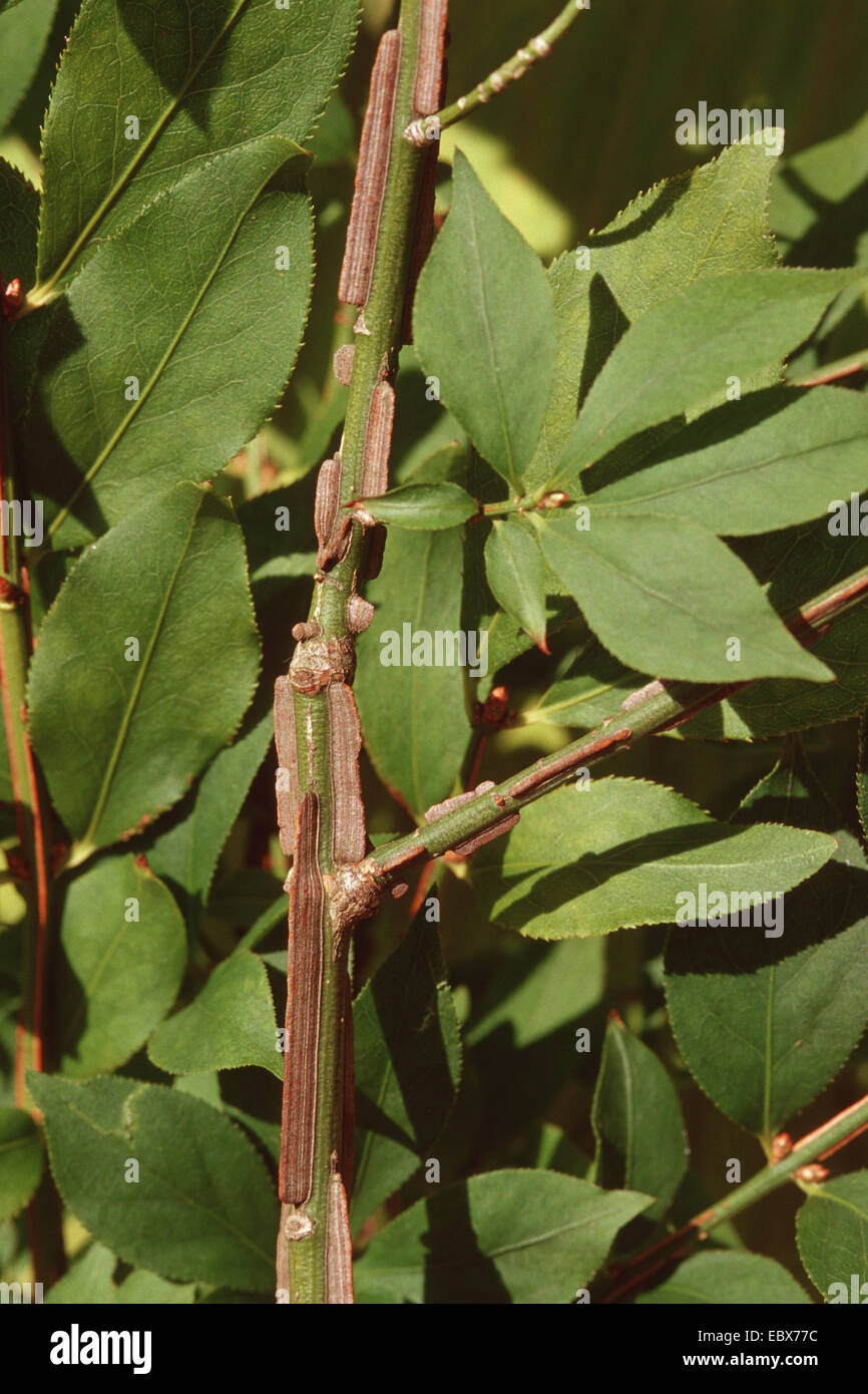 Burning Bush ailé,wahoo, ailé Euonymus, winged spindletree (Euonymus