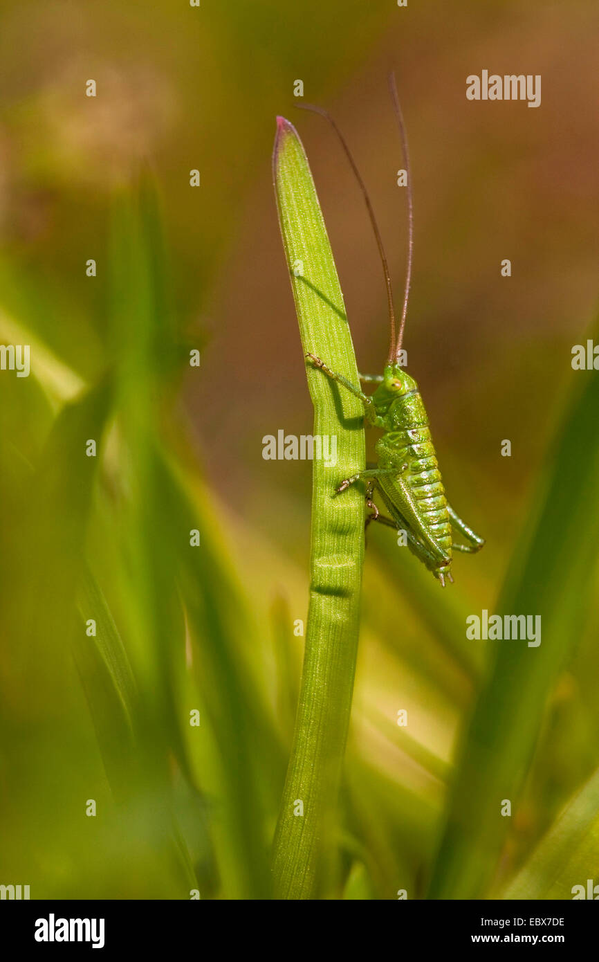 Grande Charte verte (Tettigonia viridissima) bushcricket, larve assis à un brin d'herbe, de l'Allemagne, Bade-Wurtemberg, Kaiserstuhl Banque D'Images