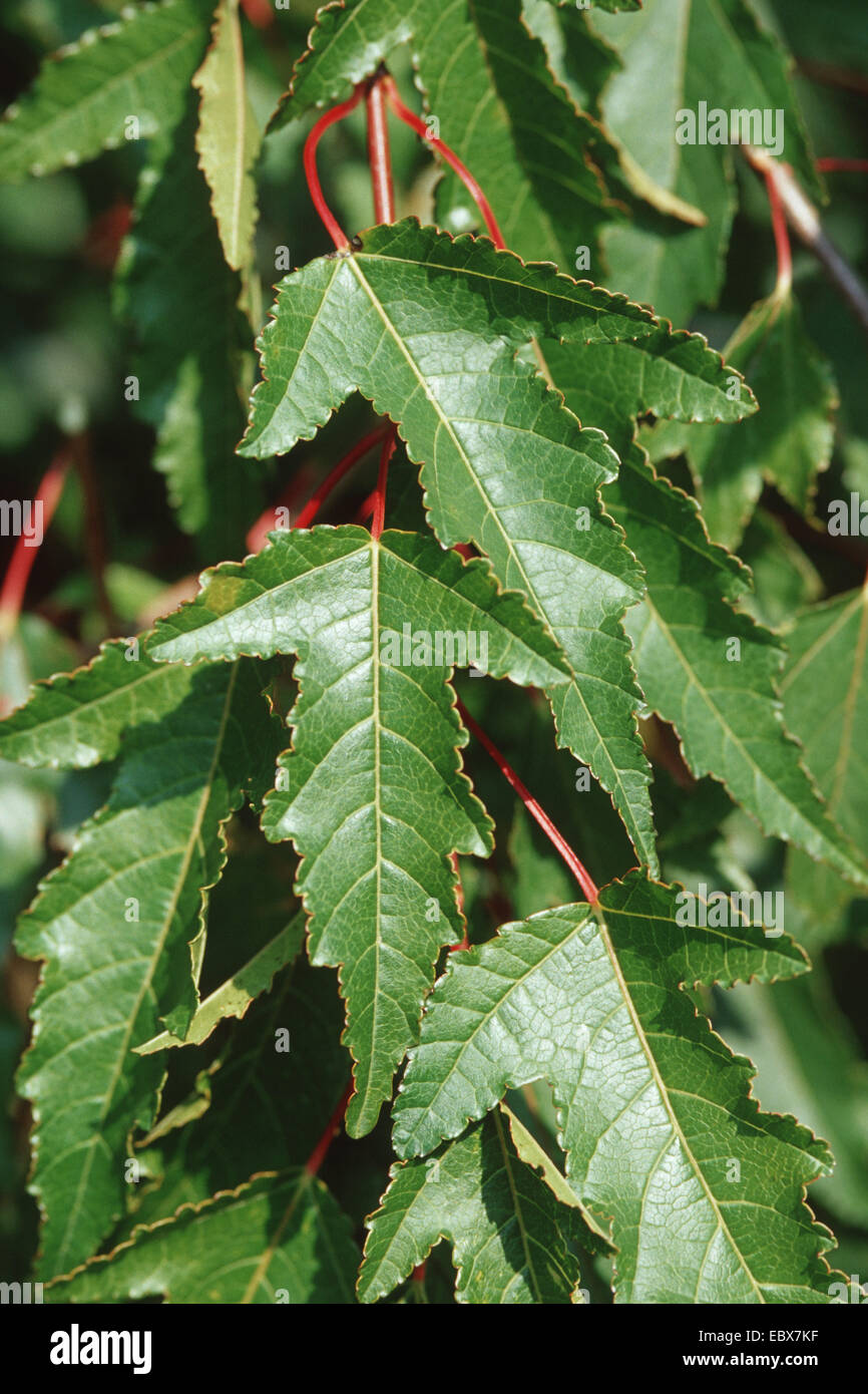 L'érable de l'Amur (Acer ginnala Acer tataricum ssp, ginnala), de feuilles sur une branche Banque D'Images