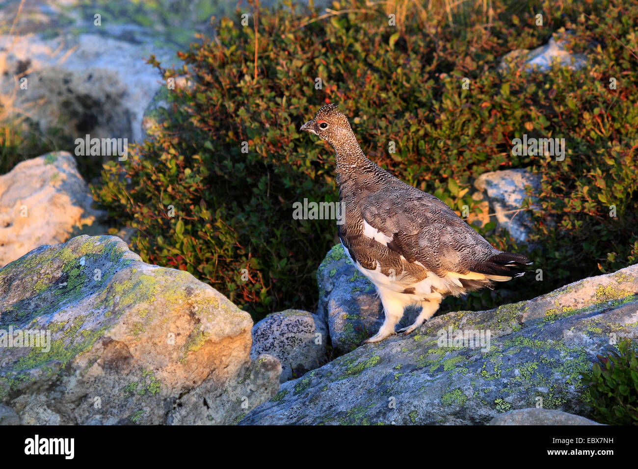 Le lagopède alpin, le poulet Neige (Lagopus mutus), à des hommes adultes, Suisse, Niederhorn Oberland Bernois Banque D'Images